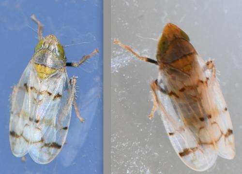 Réf. 348 823 : Japananus hyalinus